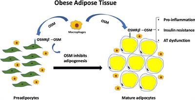 Adipocyte Oncostatin Receptor Regulates Adipose Tissue Homeostasis and Inflammation